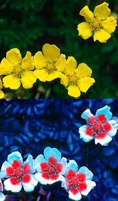 A meadow with flowers as it appears to human eyes